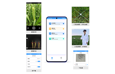 喀什地区小麦亩穗数分析仪IN-XM02
