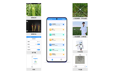 喀什地区小麦表型测量仪IN-XM05